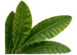 Banana Leaf Left